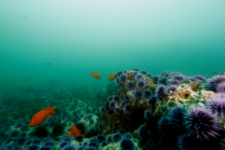 A SeaTrees x The Bay Foundation kelp reforestation project