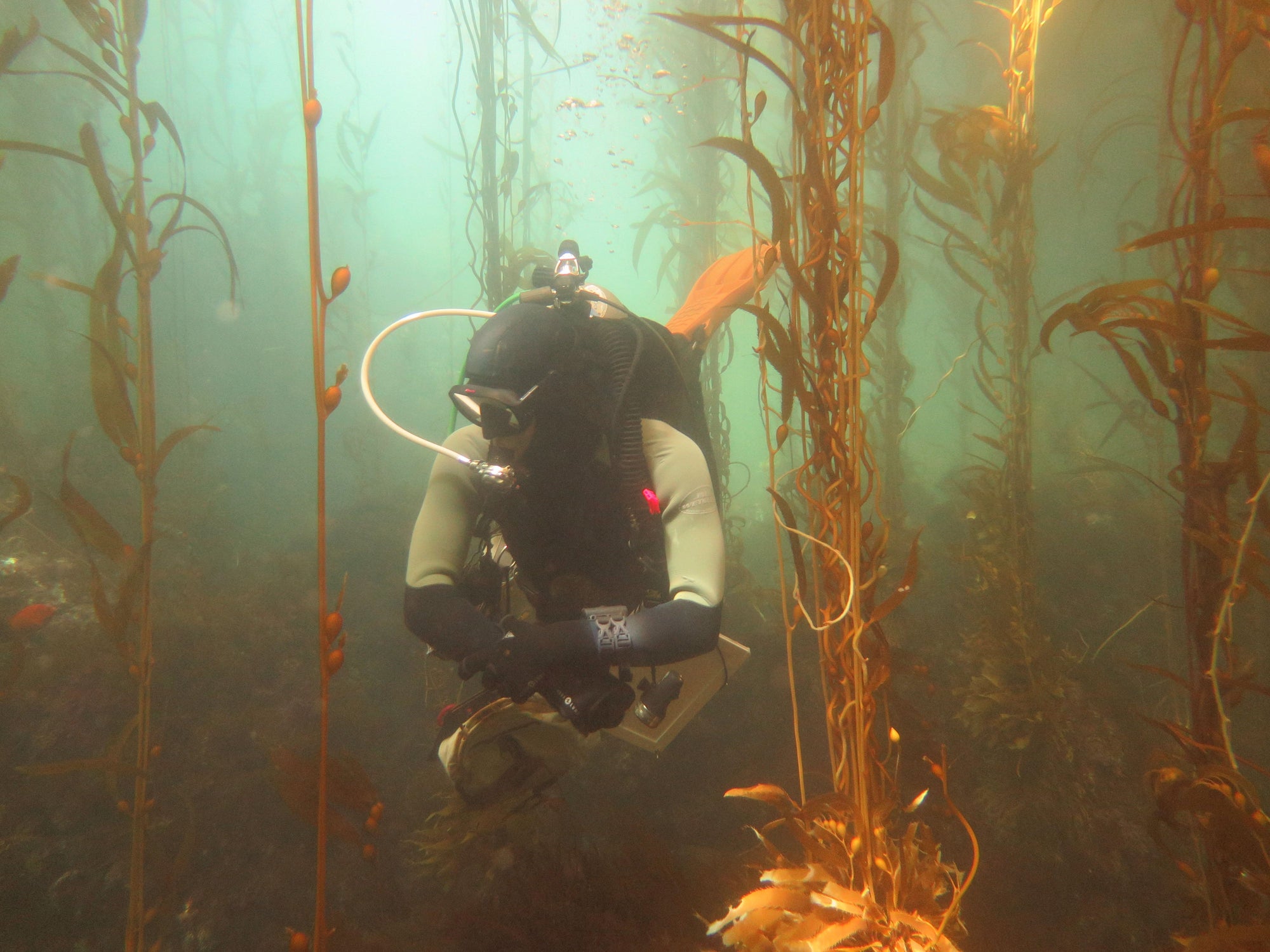 SeaTrees x Nixon: Supporting the Kelp Restoration Science Initiative